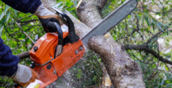 Tree Trimming & Removal